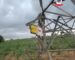 TCN Declares Force Majeure as Storm Ravages Birnin Kebbi-Niamey Power Line   Raymond Enoch